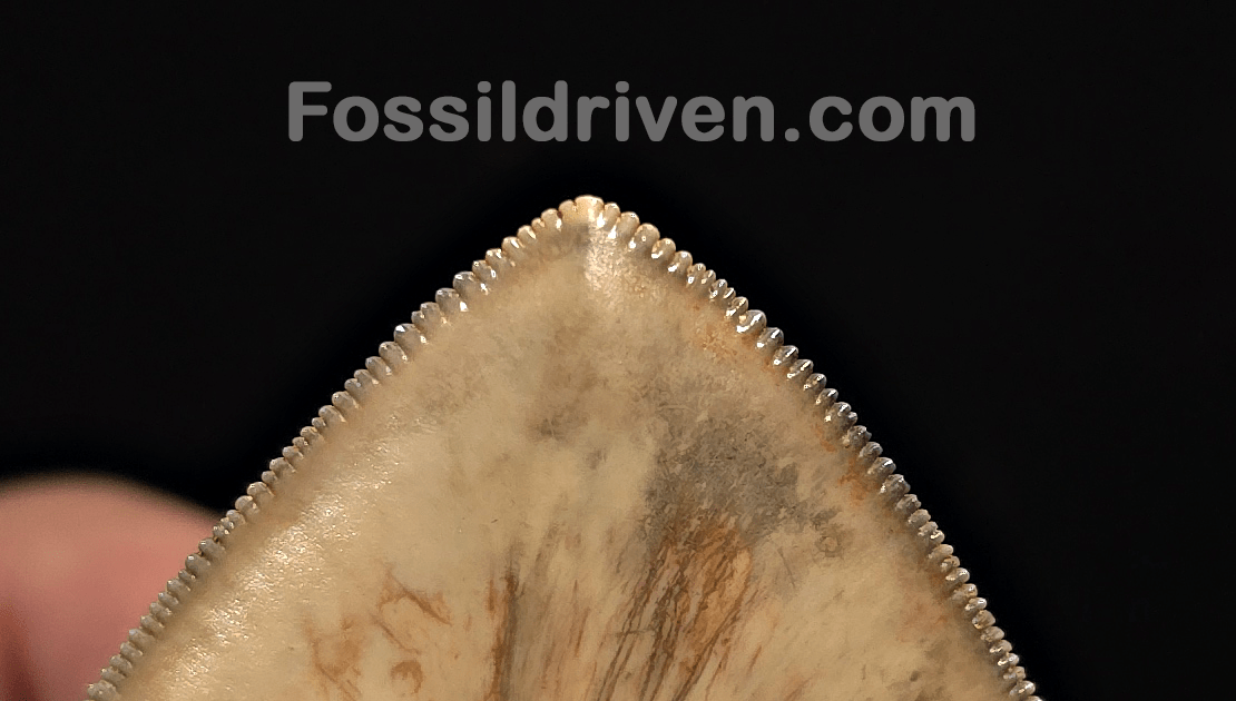 Collector Quality 6.02" Fossil Megalodon Tooth - Java, Indonesia - Fossil Driven