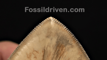 Collector Quality 6.02" Fossil Megalodon Tooth - Java, Indonesia - Fossil Driven