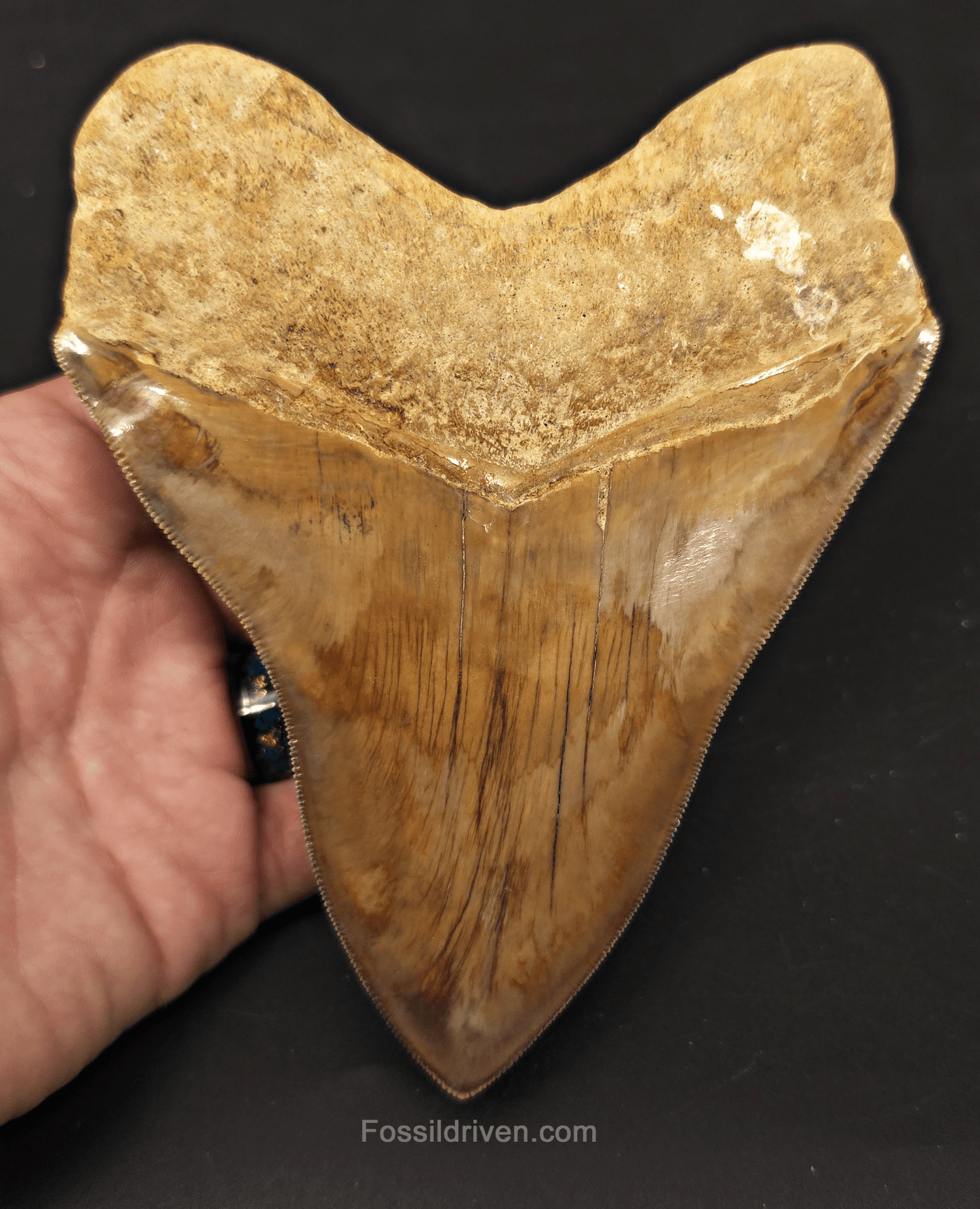 Collector Quality 6.02" Fossil Megalodon Tooth - Java, Indonesia - Fossil Driven