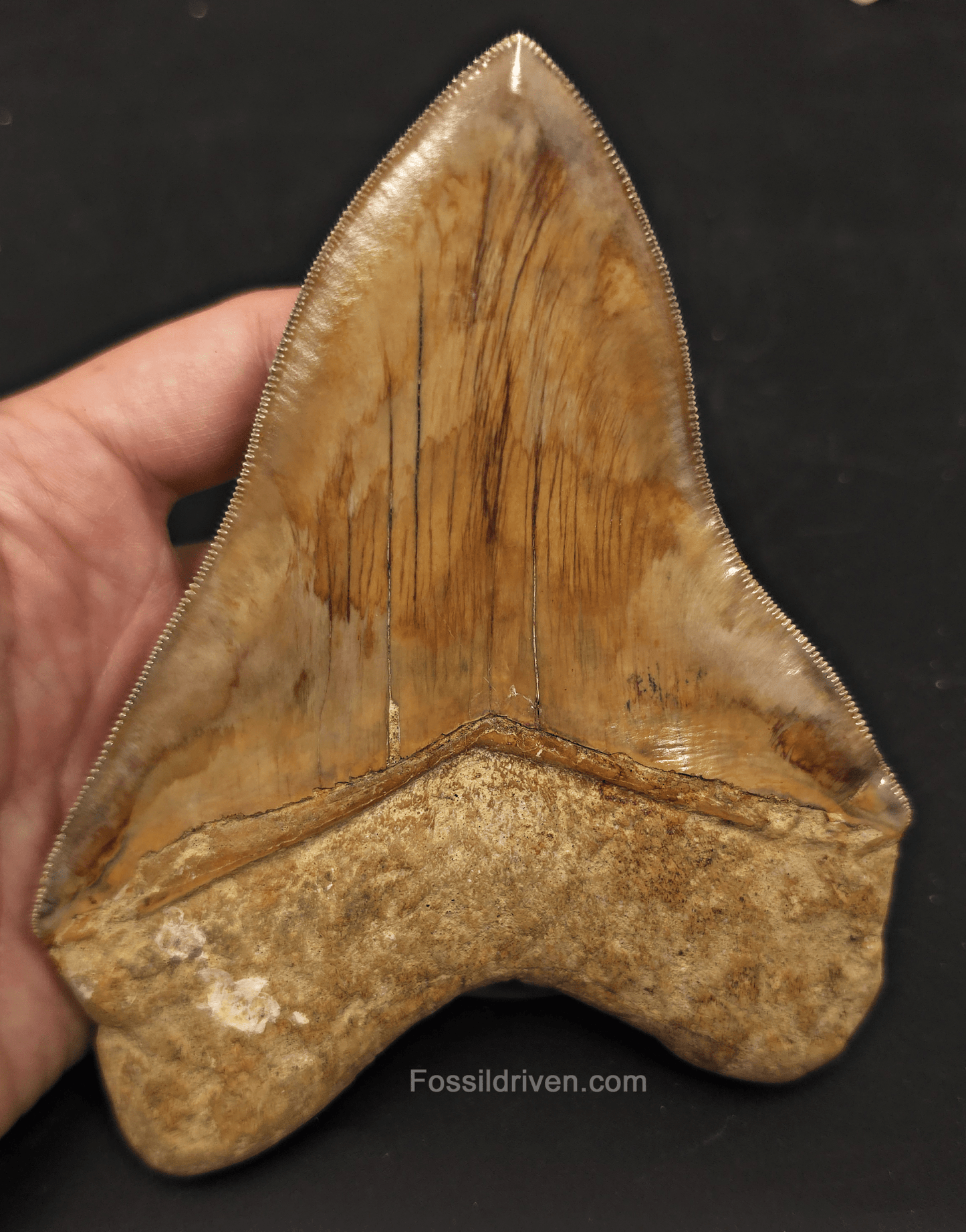 Collector Quality 6.02" Fossil Megalodon Tooth - Java, Indonesia - Fossil Driven