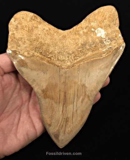 Collector Quality 6.02" Fossil Megalodon Tooth - Java, Indonesia - Fossil Driven
