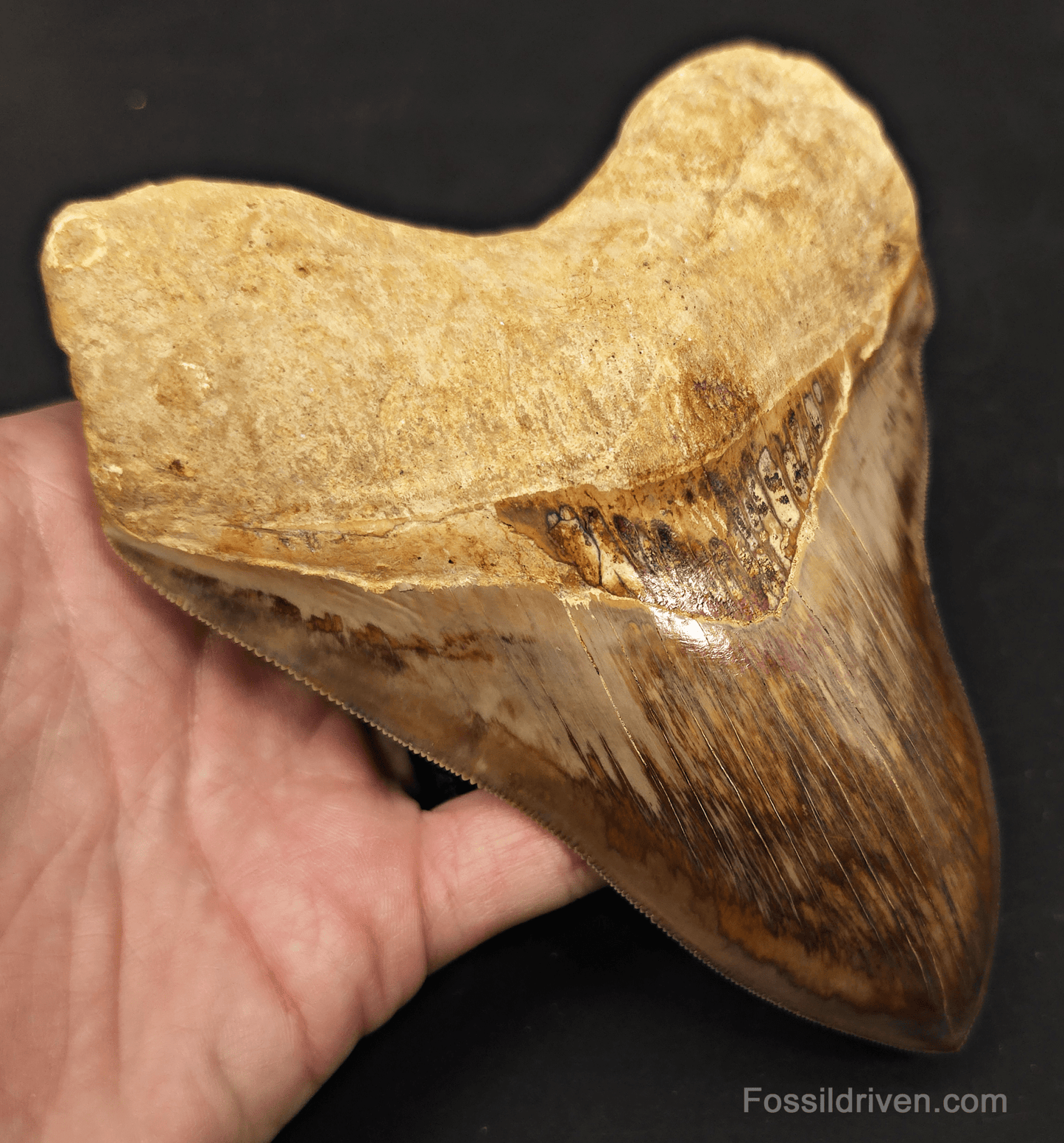 Collector Quality 6.02" Fossil Megalodon Tooth - Java, Indonesia - Fossil Driven
