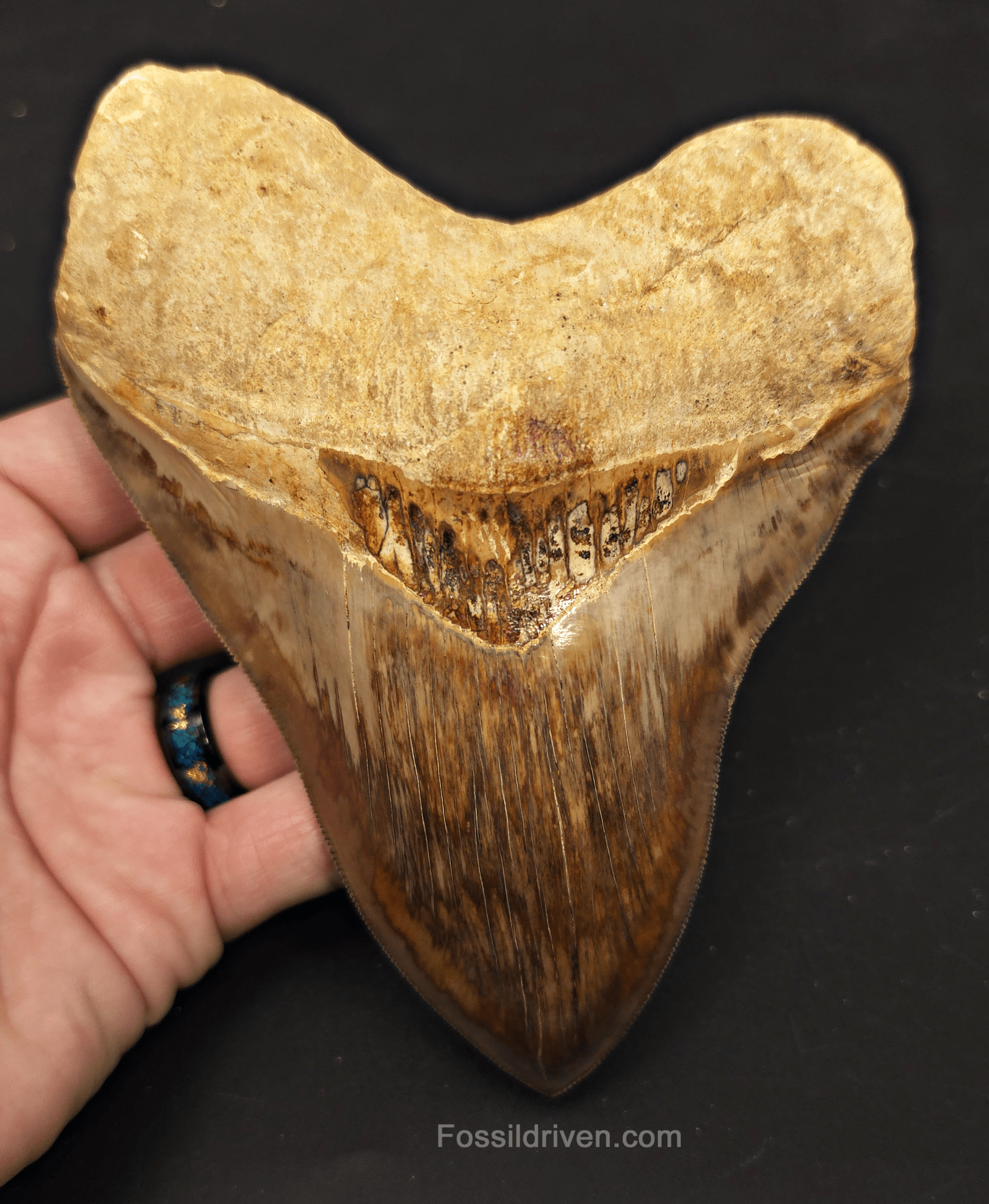 Collector Quality 6.02" Fossil Megalodon Tooth - Java, Indonesia - Fossil Driven