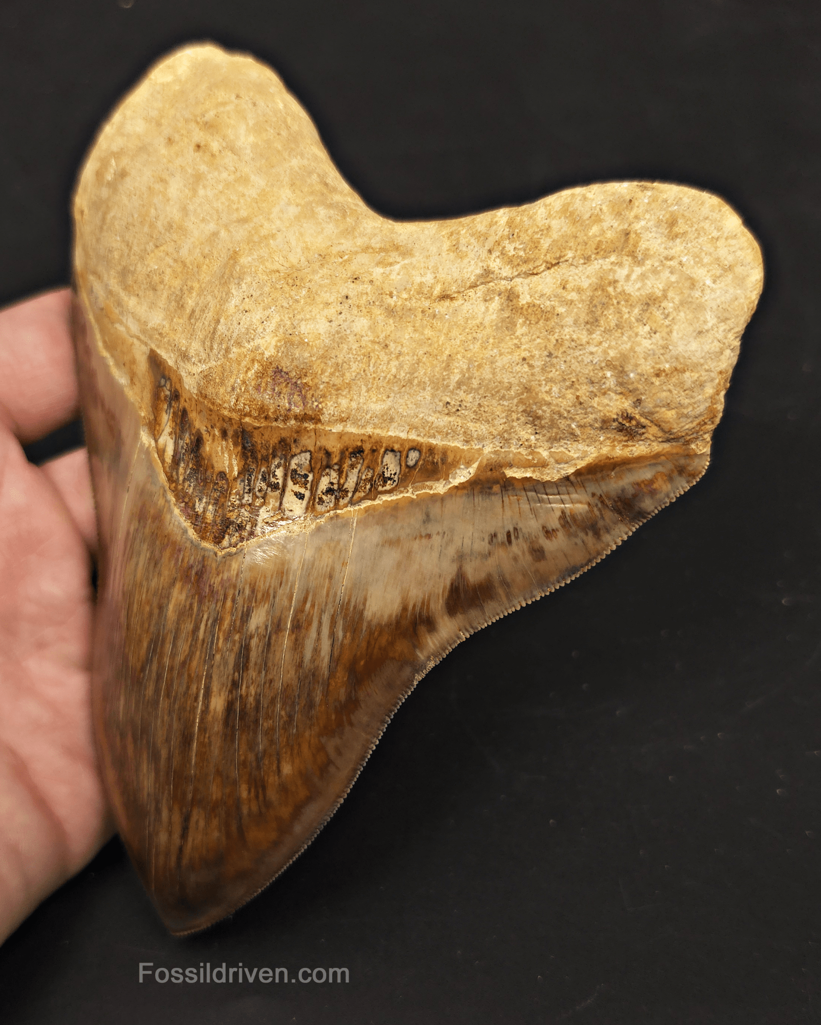 Collector Quality 6.02" Fossil Megalodon Tooth - Java, Indonesia - Fossil Driven