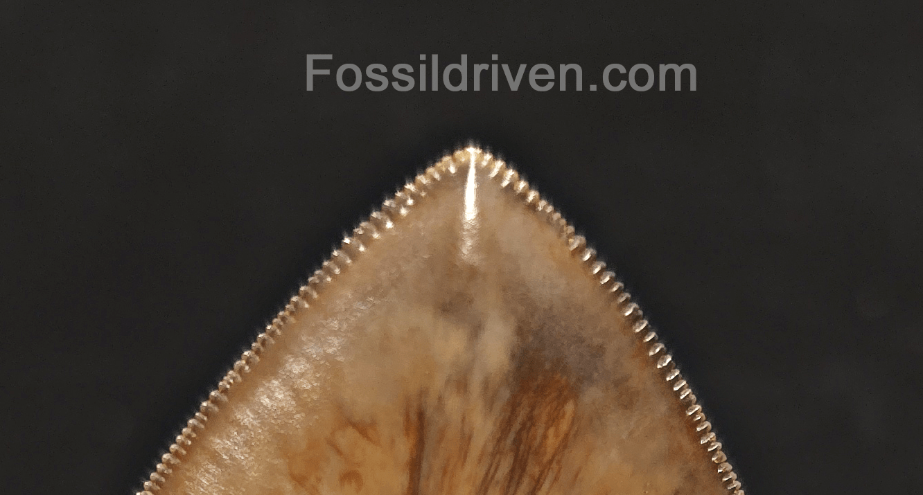 Collector Quality 6.02" Fossil Megalodon Tooth - Java, Indonesia - Fossil Driven