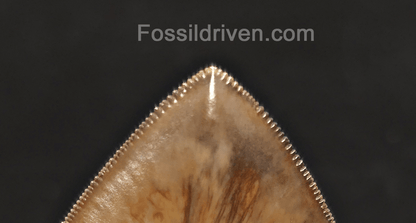 Collector Quality 6.02" Fossil Megalodon Tooth - Java, Indonesia - Fossil Driven