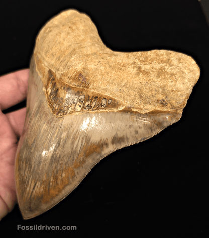 Collector Quality 6.02" Fossil Megalodon Tooth - Java, Indonesia - Fossil Driven