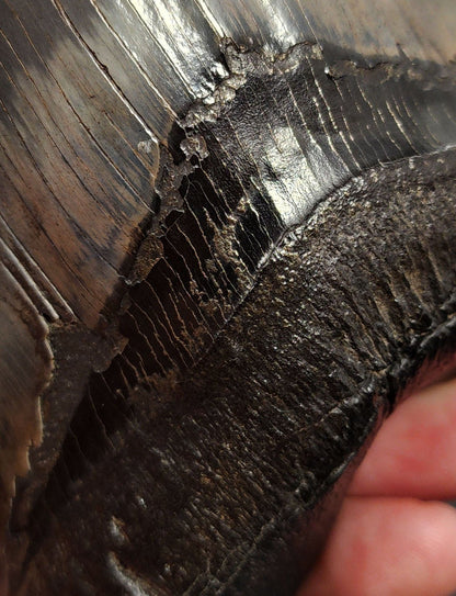 Collector Quality, Pyritized, 5.07" Fossil Megalodon Tooth - Georgia - Fossil Driven