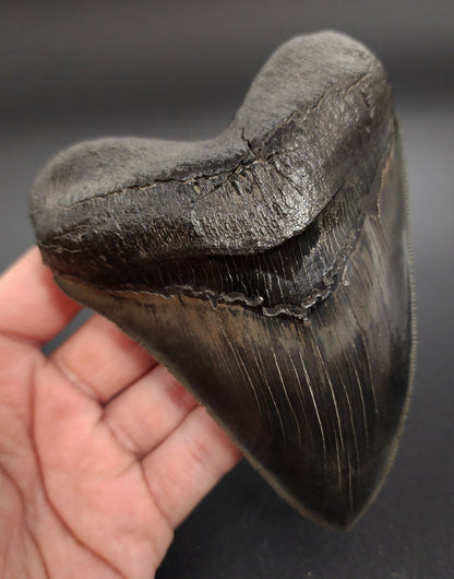 Collector Quality, Pyritized, 5.07" Fossil Megalodon Tooth - Georgia - Fossil Driven