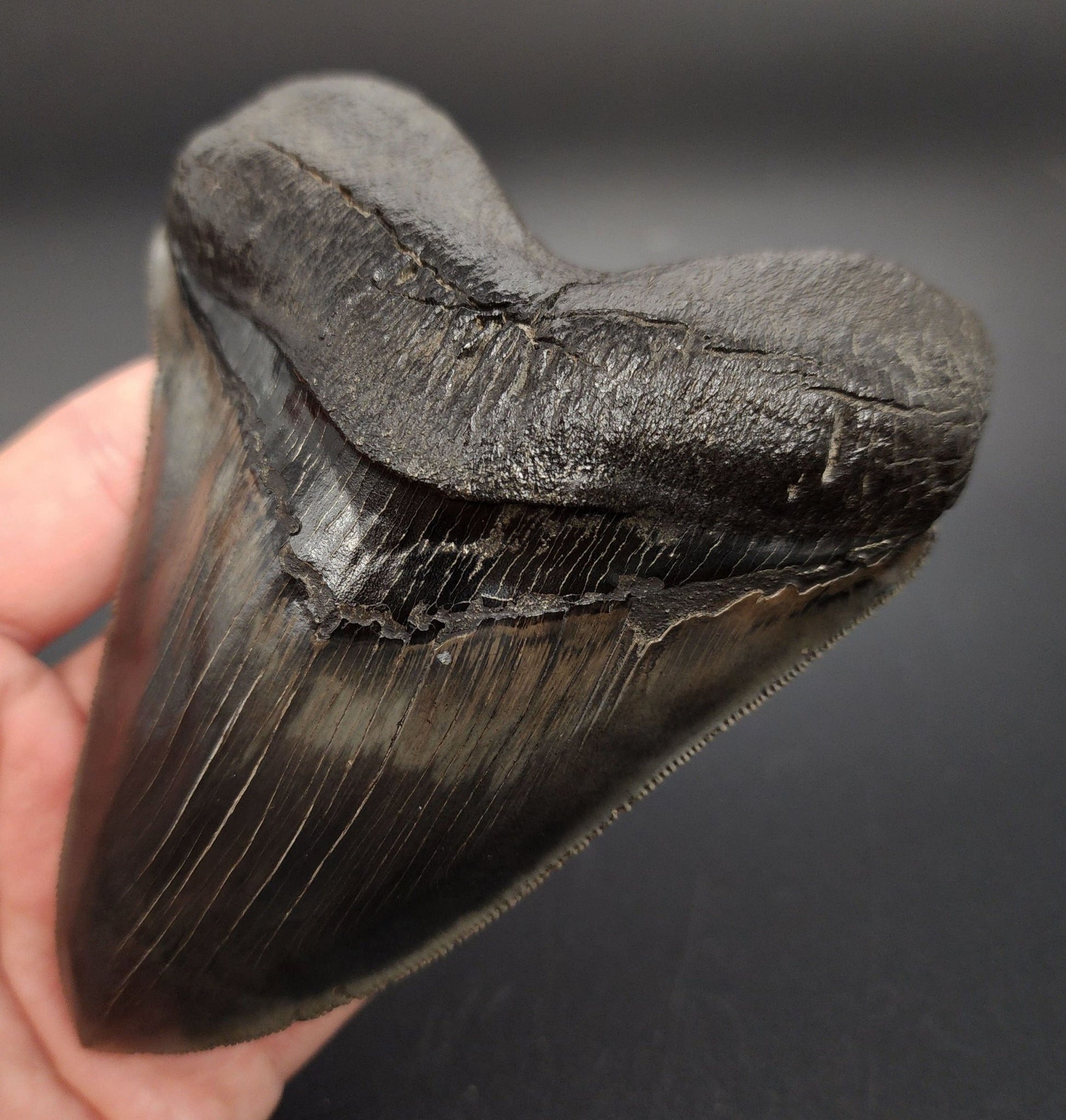 Collector Quality, Pyritized, 5.07" Fossil Megalodon Tooth - Georgia - Fossil Driven