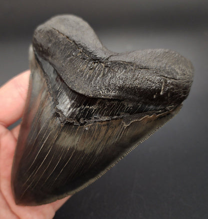 Collector Quality, Pyritized, 5.07" Fossil Megalodon Tooth - Georgia - Fossil Driven