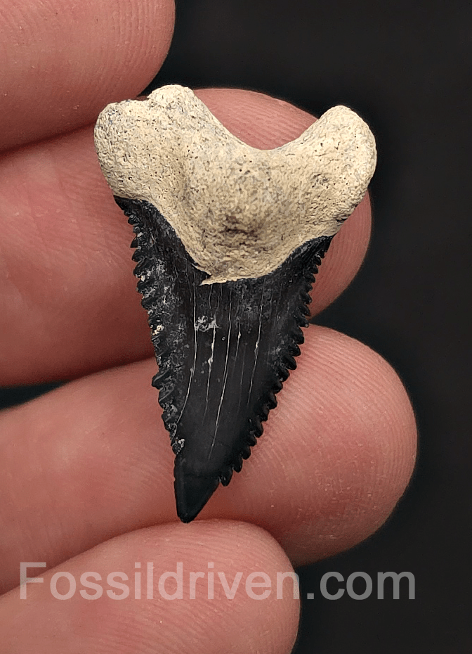 Colorful 1.07" Hemipristis Shark Tooth Fossil - Bone Valley, Florida - Fossil Driven