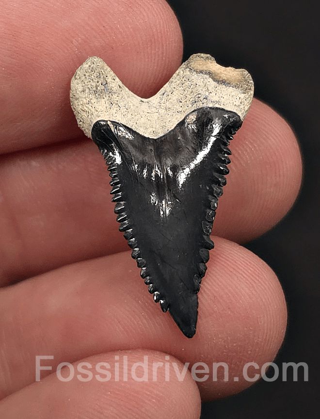 Colorful 1.07" Hemipristis Shark Tooth Fossil - Bone Valley, Florida - Fossil Driven