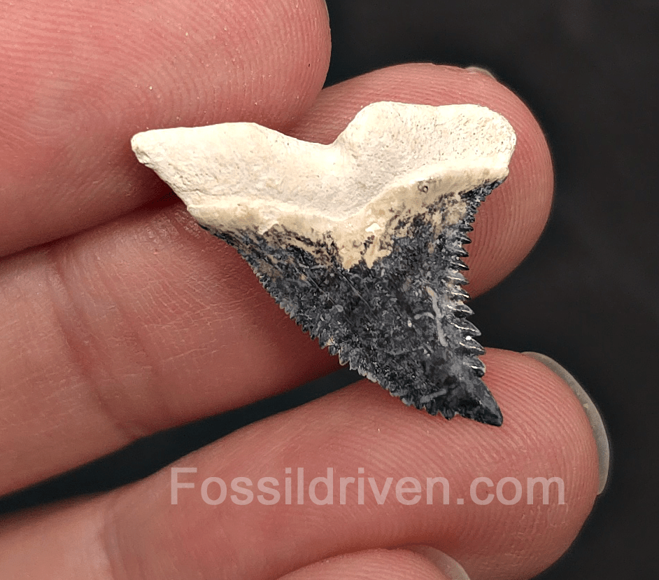 Colorful 1.09" Hemipristis Shark Tooth Fossil - Bone Valley, Florida - Fossil Driven