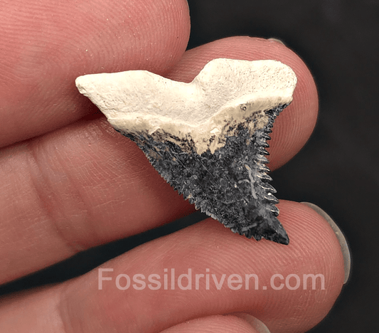 Colorful 1.09" Hemipristis Shark Tooth Fossil - Bone Valley, Florida - Fossil Driven