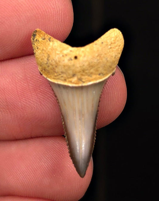 Colorful 1.13" Fossil Great White Tooth - Sacaco, Peru - Fossil Driven