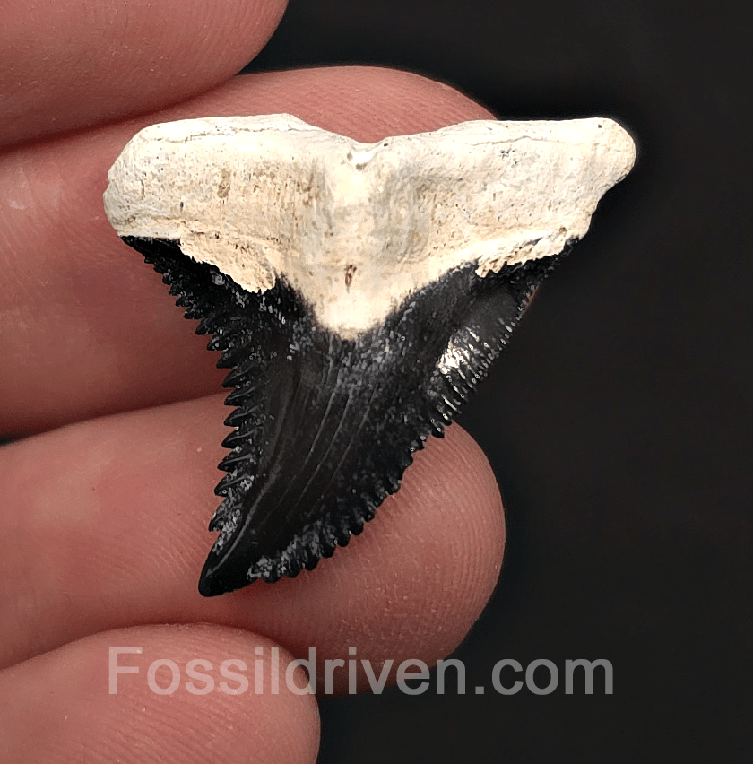 Colorful 1.18" Hemipristis Shark Tooth Fossil - Bone Valley, Florida - Fossil Driven