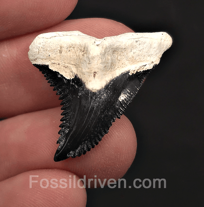 Colorful 1.18" Hemipristis Shark Tooth Fossil - Bone Valley, Florida - Fossil Driven