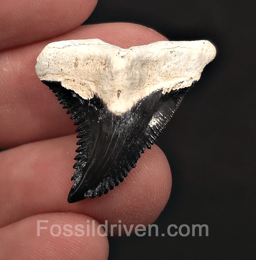 Colorful 1.18" Hemipristis Shark Tooth Fossil - Bone Valley, Florida - Fossil Driven