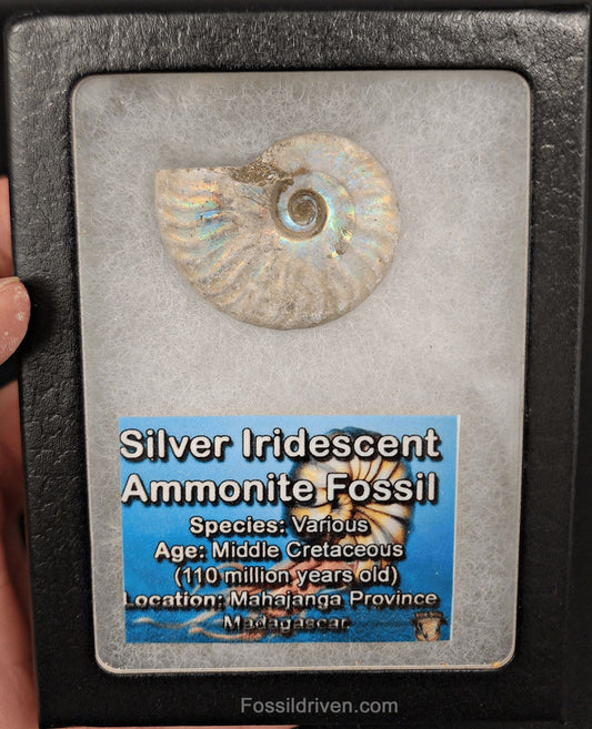 Colorful, 1.50" Silver Iridescent Ammonite - Madagascar - Fossil Driven