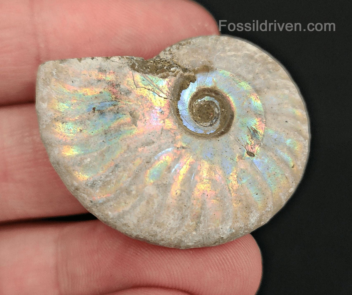 Colorful, 1.50" Silver Iridescent Ammonite - Madagascar - Fossil Driven