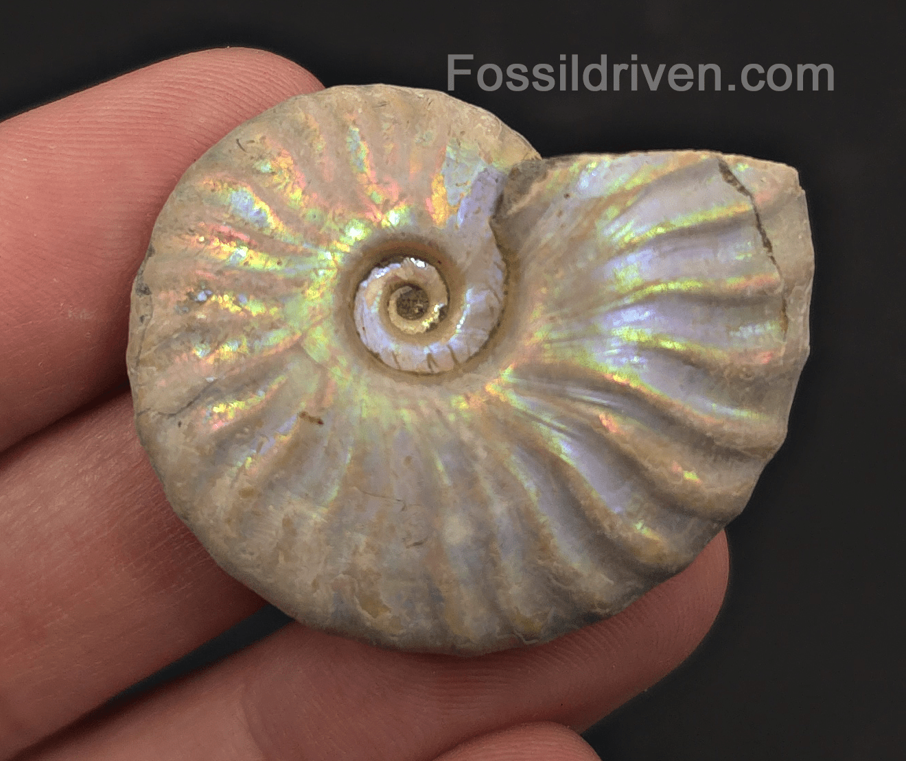 Colorful, 1.63" Silver Iridescent Ammonite - Madagascar - Fossil Driven