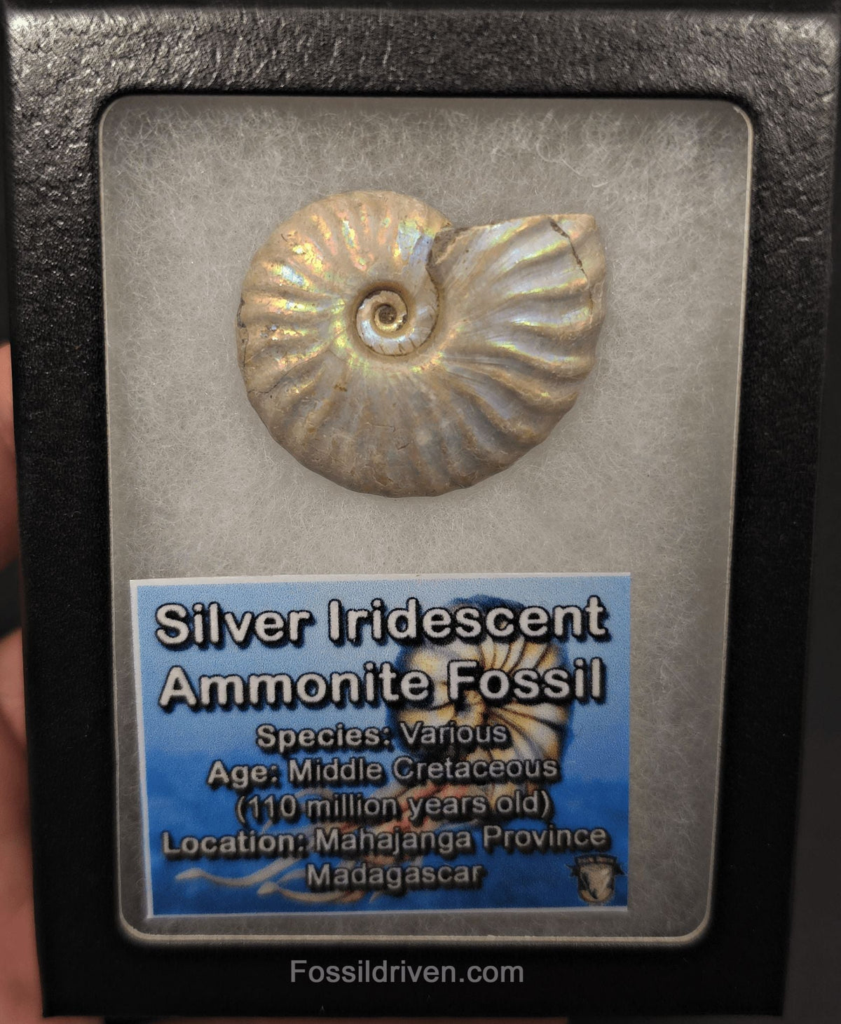 Colorful, 1.63" Silver Iridescent Ammonite - Madagascar - Fossil Driven