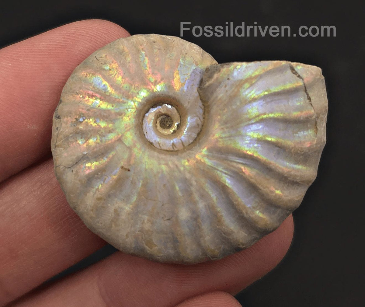 Colorful, 1.63" Silver Iridescent Ammonite - Madagascar - Fossil Driven