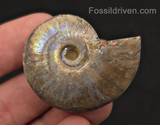 Colorful, 1.71" Silver Iridescent Ammonite - Madagascar - Fossil Driven