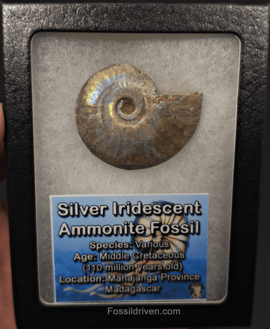 Colorful, 1.71" Silver Iridescent Ammonite - Madagascar - Fossil Driven