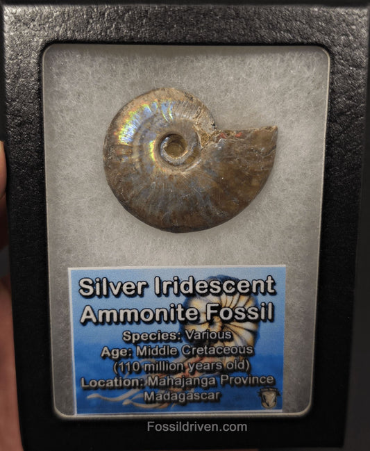 Colorful, 1.71" Silver Iridescent Ammonite - Madagascar - Fossil Driven