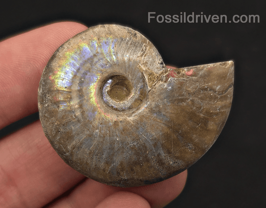 Colorful, 1.71" Silver Iridescent Ammonite - Madagascar - Fossil Driven
