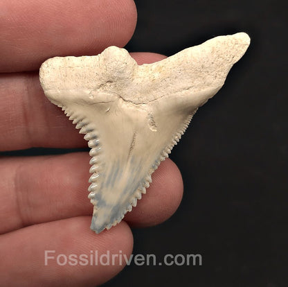 Colorful 1.72" Hemipristis Shark Tooth Fossil - Bone Valley, Florida - Fossil Driven