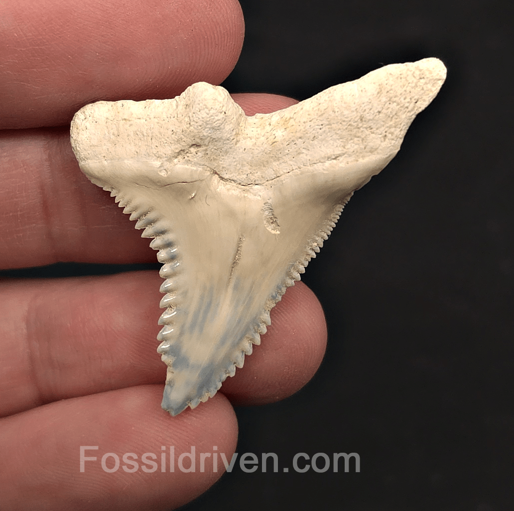 Colorful 1.72" Hemipristis Shark Tooth Fossil - Bone Valley, Florida - Fossil Driven