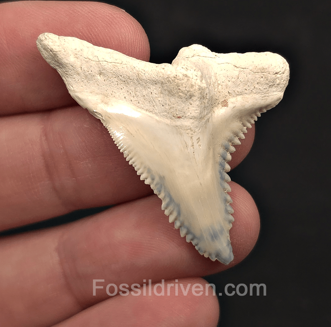Colorful 1.72" Hemipristis Shark Tooth Fossil - Bone Valley, Florida - Fossil Driven