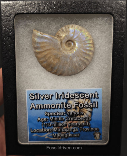 Colorful, 1.83" Silver Iridescent Ammonite - Madagascar - Fossil Driven