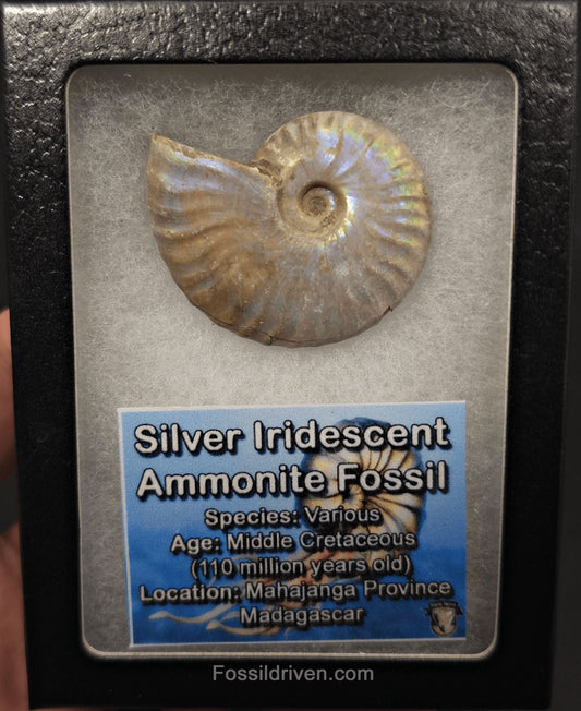Colorful, 1.83" Silver Iridescent Ammonite - Madagascar - Fossil Driven