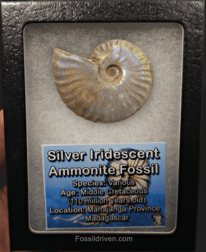 Colorful, 1.83" Silver Iridescent Ammonite - Madagascar - Fossil Driven