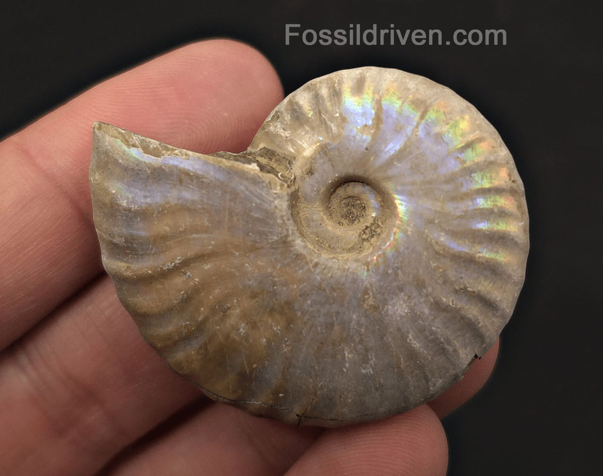 Colorful, 1.83" Silver Iridescent Ammonite - Madagascar - Fossil Driven