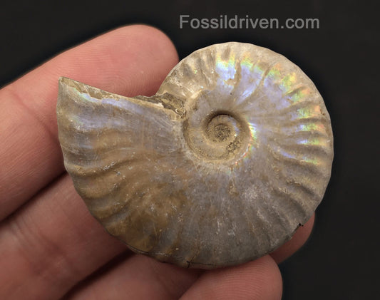 Colorful, 1.83" Silver Iridescent Ammonite - Madagascar - Fossil Driven