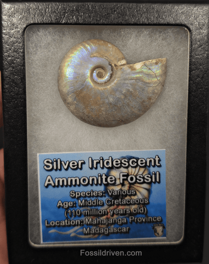 Colorful, 1.85" Silver Iridescent Ammonite - Madagascar - Fossil Driven