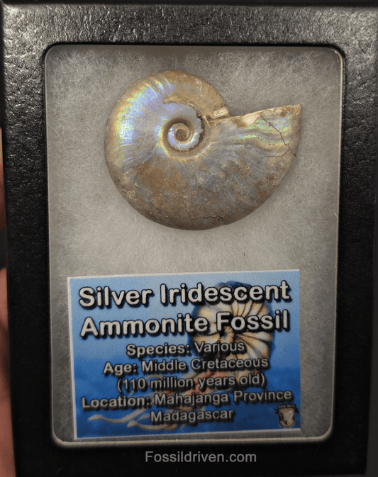 Colorful, 1.85" Silver Iridescent Ammonite - Madagascar - Fossil Driven