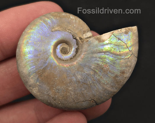 Colorful, 1.85" Silver Iridescent Ammonite - Madagascar - Fossil Driven