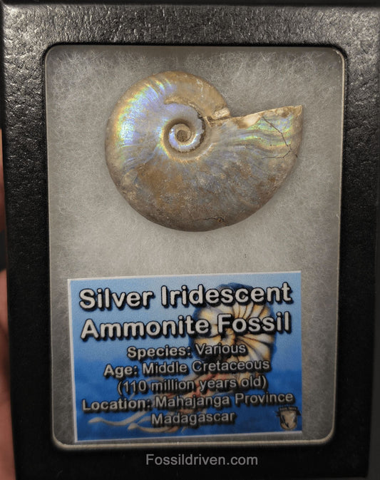 Colorful, 1.85" Silver Iridescent Ammonite - Madagascar - Fossil Driven