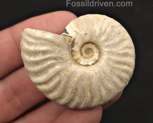 Colorful, 1.87" Silver Iridescent Ammonite - Madagascar - Fossil Driven