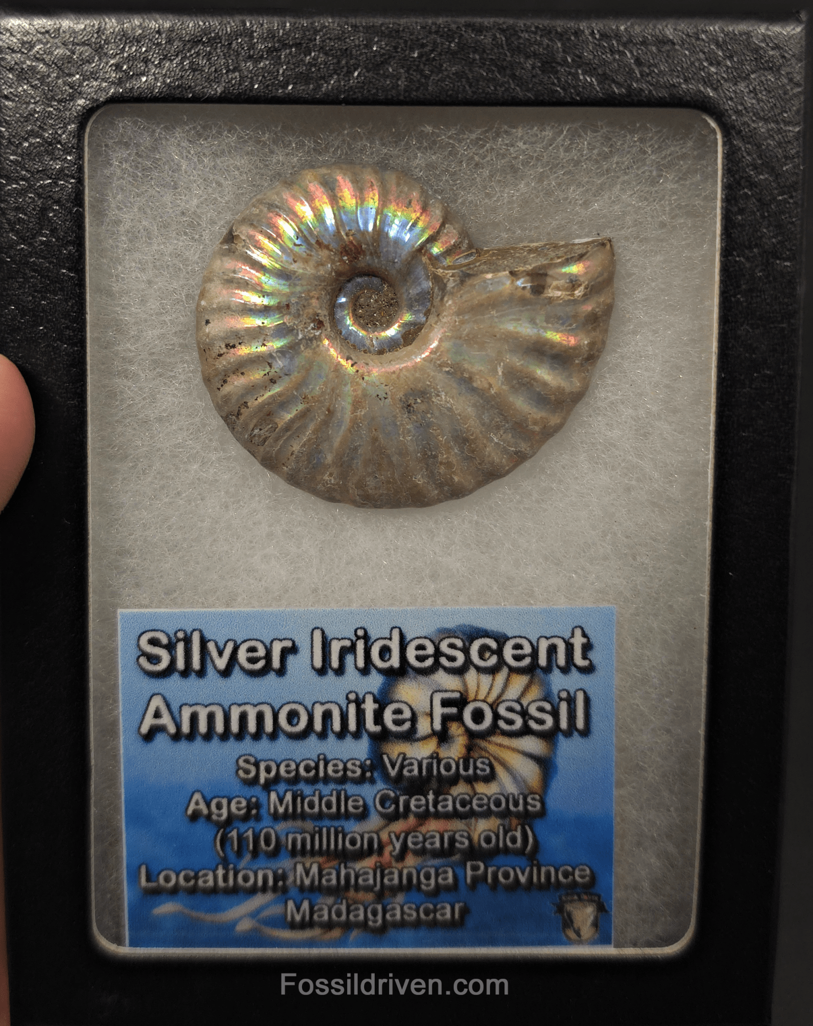 Colorful, 1.87" Silver Iridescent Ammonite - Madagascar - Fossil Driven