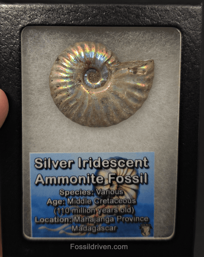 Colorful, 1.87" Silver Iridescent Ammonite - Madagascar - Fossil Driven