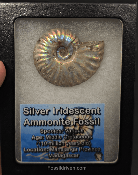 Colorful, 1.87" Silver Iridescent Ammonite - Madagascar - Fossil Driven