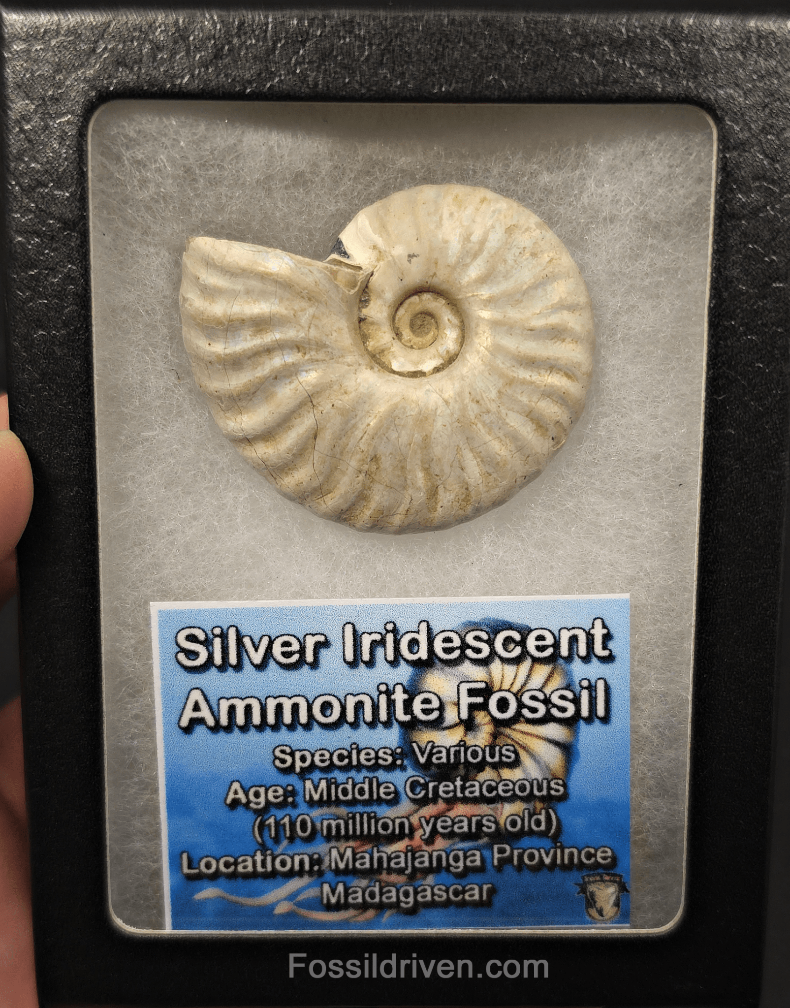 Colorful, 1.87" Silver Iridescent Ammonite - Madagascar - Fossil Driven