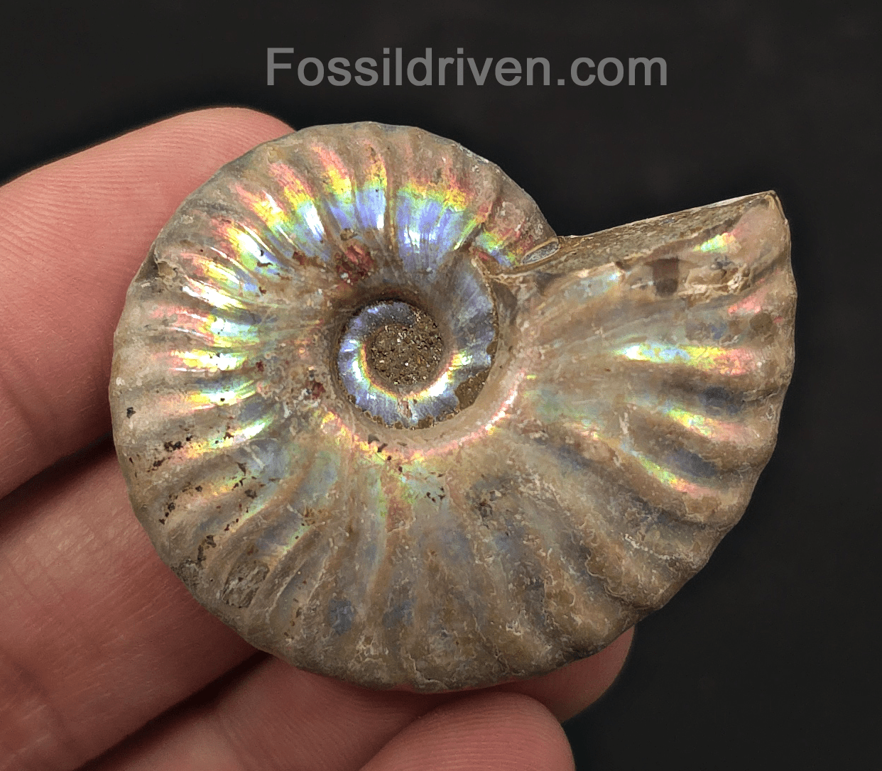 Colorful, 1.87" Silver Iridescent Ammonite - Madagascar - Fossil Driven